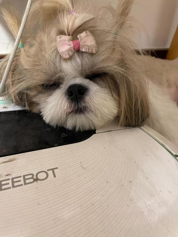 你們家的狗狗都怎麼睡覺呀