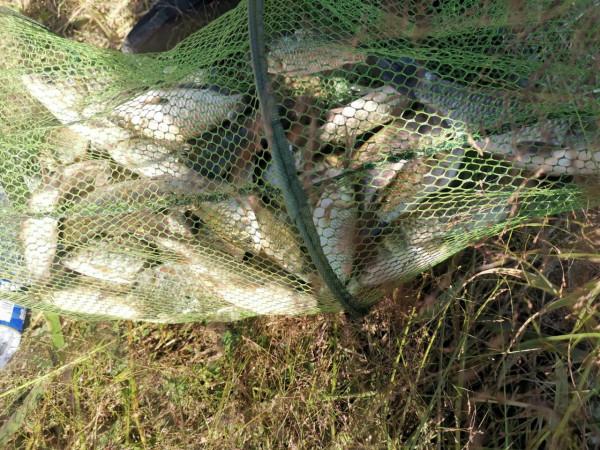 抓住一波魚狂口小爆護,天涼了得釣深釣遠了 抓住一波魚狂口小爆護,天涼了得釣深釣遠了