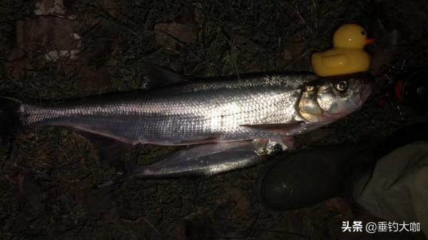 路亞絕不是越貴越好？這4種路亞神餌，中魚無數，價格卻不超3元