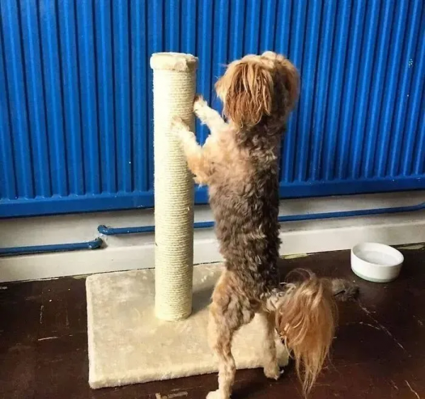 被殘疾貓媽養大的小豬,堅定地認為自己是隻貓,網友:豬咪? 被殘疾貓媽養大的小豬,堅定地認為自己是隻貓,網友:豬咪?