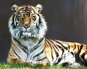 民間故事:虎年謎案 民間故事:虎年謎案