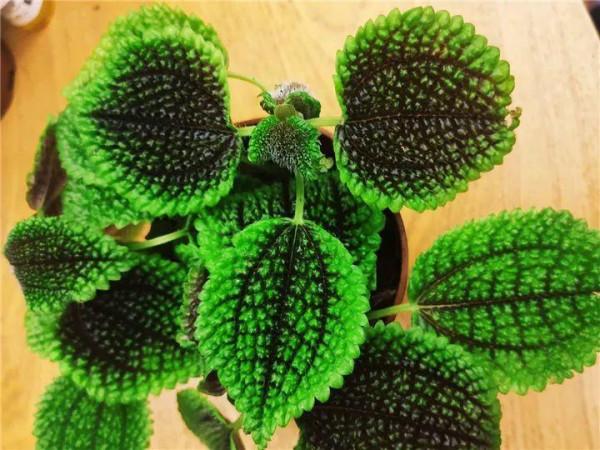 家裡別隻養綠蘿，15種精緻耐陰花，光照不好也能長很美