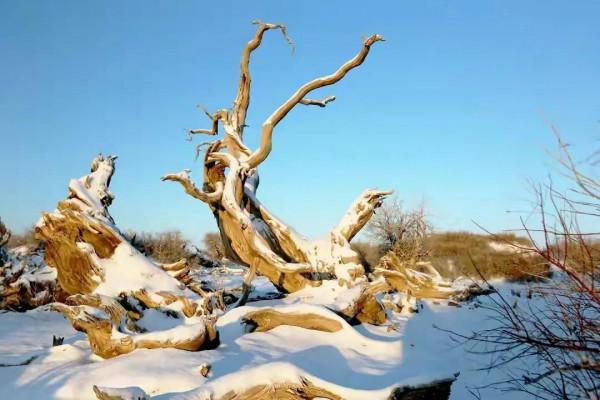 木壘:千年胡楊傲雪林立 木壘:千年胡楊傲雪林立
