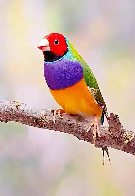 分享一組美麗的七彩文鳥