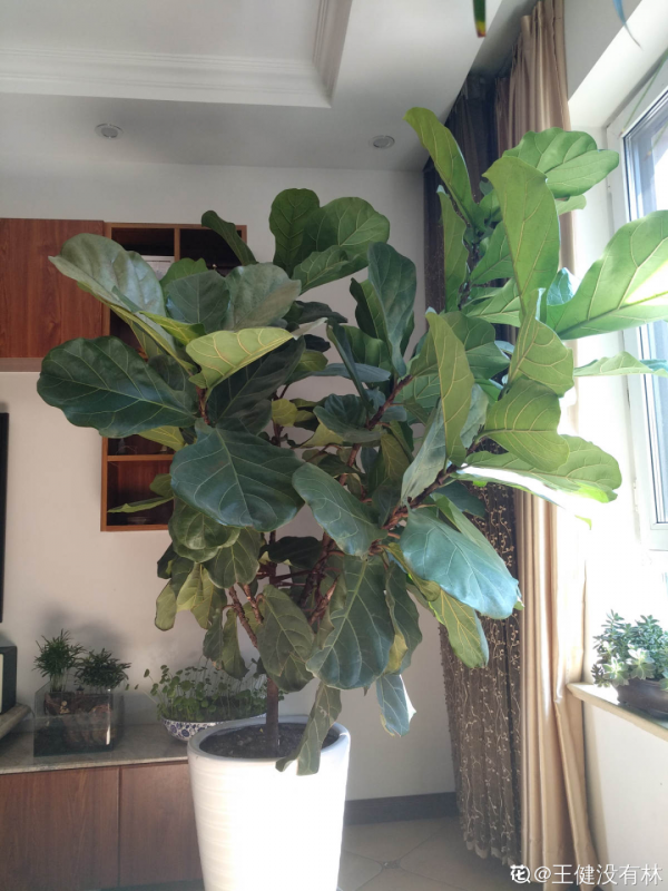 臥室養4種花，一覺睡到天亮，養人養身心