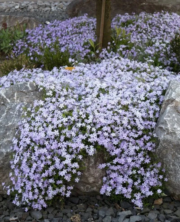 7種最好用的地被植物：豐富花境花園色彩，控制雜草