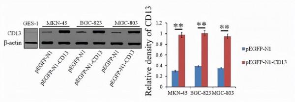 如何使動物體內病毒感染效率提高20-50倍