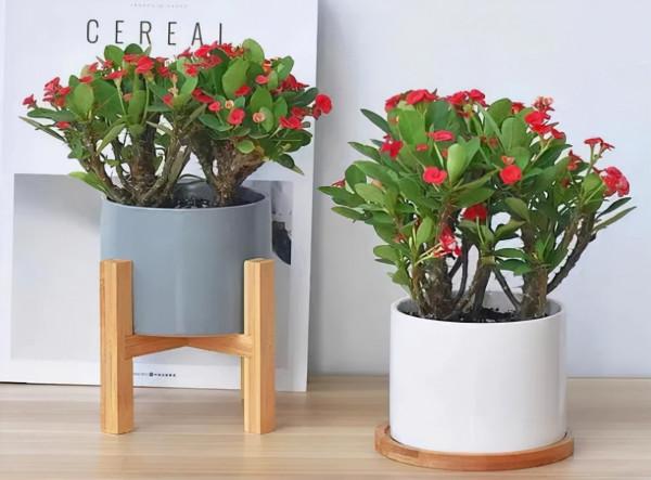 6種有毒的多肉植物，沒準你家就養了，養護要小心