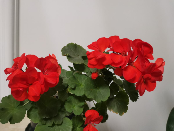 封閉陽臺想爆花，養4種“爆花機器”，剪一岔開一茬，摁都摁不住