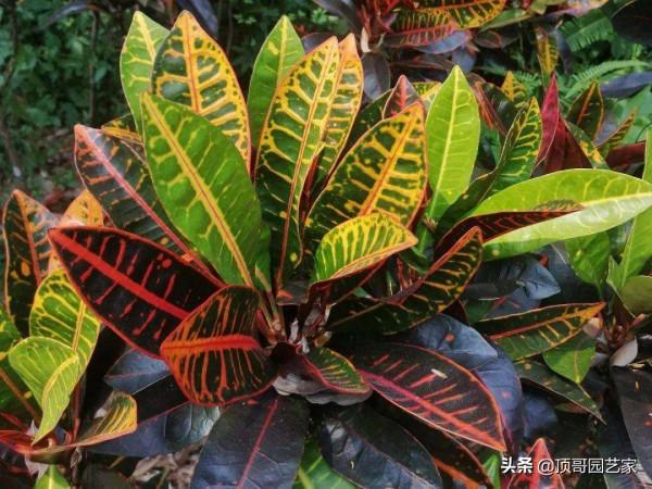 盤點15種適合庭院的彩葉植物，好看的庭院都需要一點不一樣的色彩