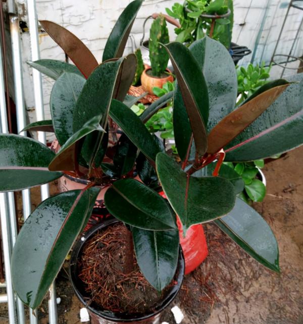 橡皮樹喜歡“三種水”，學會澆灌技巧，就能快速長，葉片又大又亮