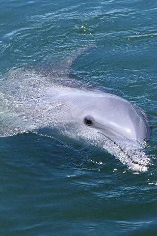 歡快的海豚，你開心嗎