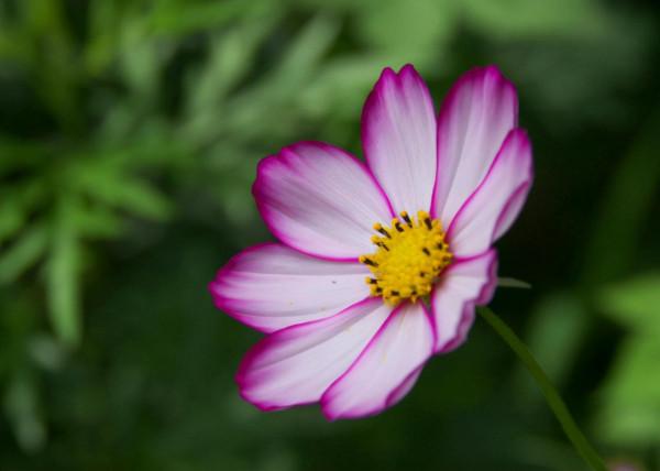 6天后,4個星座,學會釋放壓力,生活迎來新曙光,事業扶搖直上 6天后,4個星座,學會釋放壓力,生活迎來新曙光,事業扶搖直上