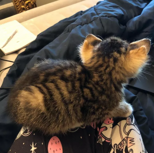 鏟屎官只想領養一隻小貓咪，卻一不小心，領回了一隻全球限量款