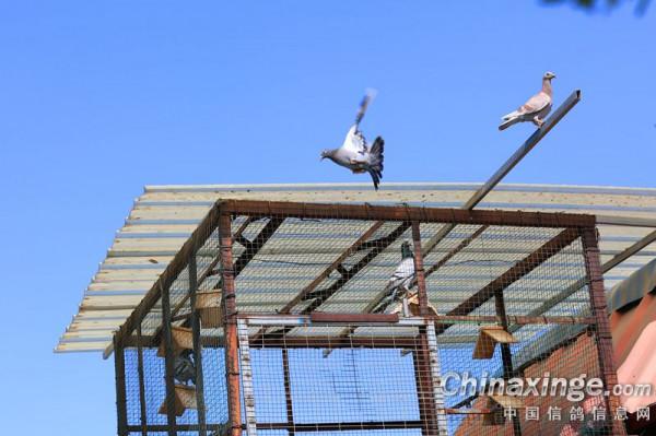 幼鴿專職保姆員