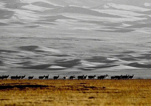 1994年索南達傑被盜獵者殺害,妹夫繼承其遺志,三年後卻中槍身亡 1994年索南達傑被盜獵者殺害,妹夫繼承其遺志,三年後卻中槍身亡