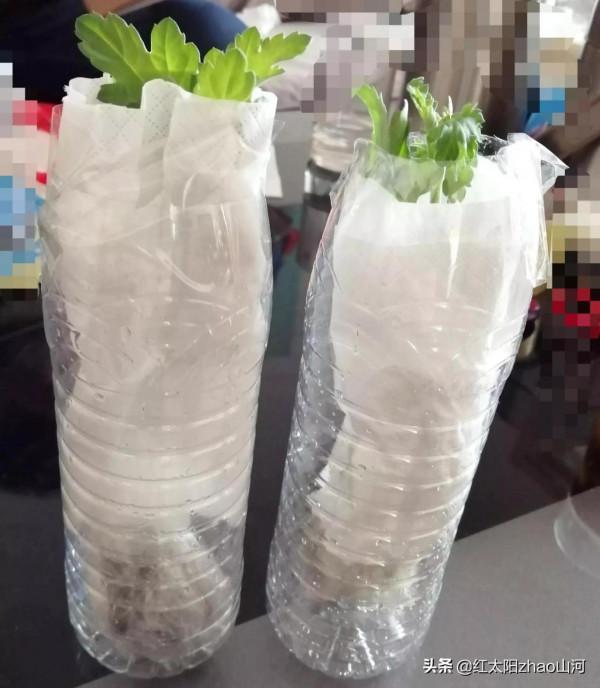 第一次給條友郵遞菊花苗，也還行？