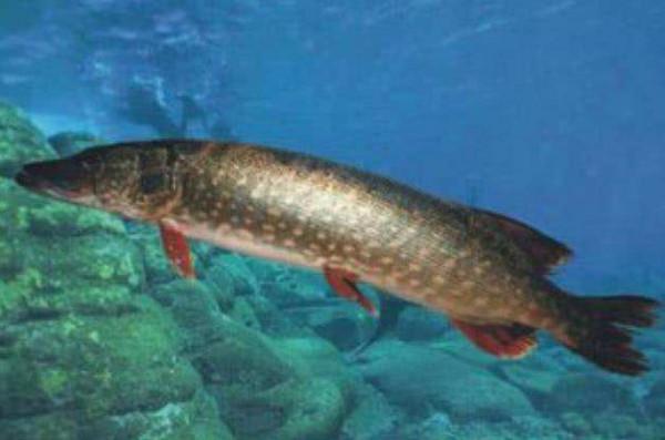 國家一級保護動物的魚你知道多少？意外釣獲後千萬要及時放生