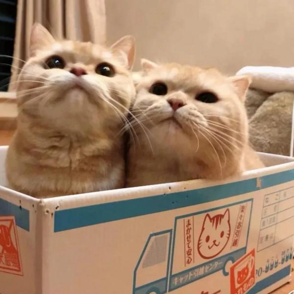 為什麼說男不養貓,女不養狗?看完漲知識了 為什麼說男不養貓,女不養狗?看完漲知識了