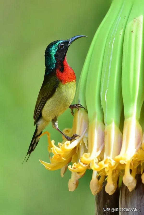 還有這麼美麗的太陽鳥