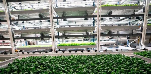 垂直農業又破紀錄！新一輪農業變革強勢來襲
