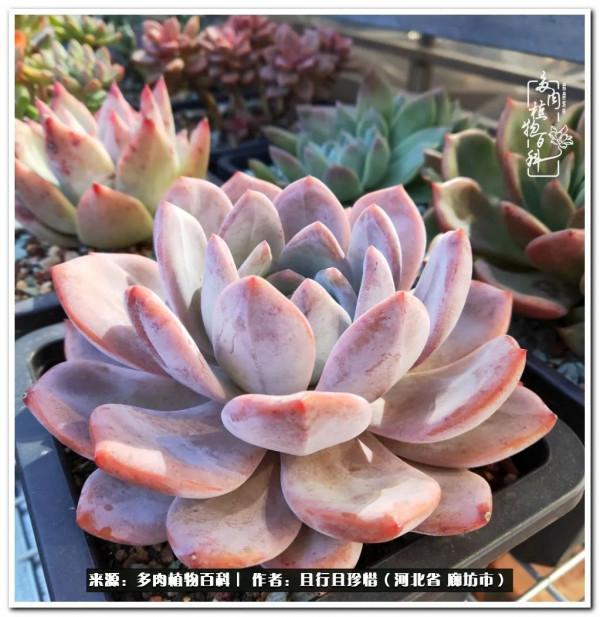 多肉的前世今生——論那些多肉的變化