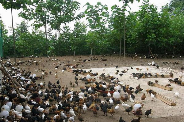 種植養殖平臺:網際網路給養殖業帶來的新機遇 種植養殖平臺:網際網路給養殖業帶來的新機遇
