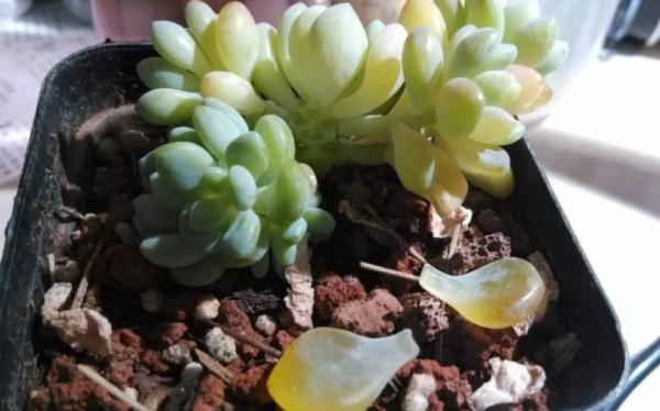 家養多肉發黃變軟，不要再狂澆水了，它們比你想象的更堅強