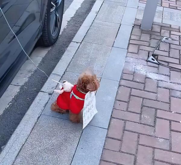 女子臨時停車將狗拴車門上，並給汪掛上紙牌，看清後：也太機智了