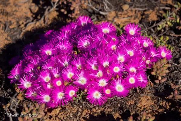 世界那麼大，多肉那麼美，我們一起去看看吧 | 南非多肉欣賞