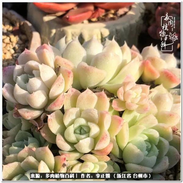 我的多肉，我的小世界