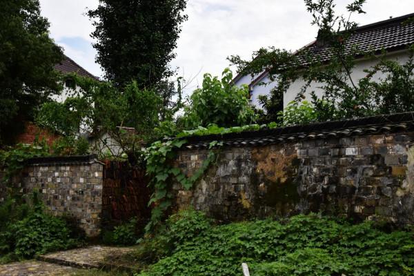 走讀山水長興 | 金秋時節銀杏黃 十里長廊人兒鬧（上）