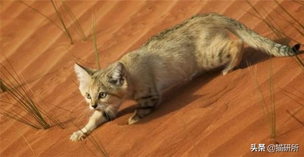 貓咪吃飯為啥總剩一口？是儲存行為嗎？