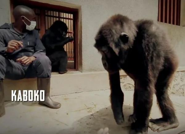 全世界最會凹造型的大猩猩，被“奶爸”呵護14年後，還是去世了