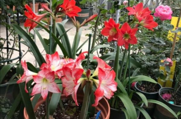 喜歡養花，不能少2種花，開出花朵碩大美麗，關鍵還好養