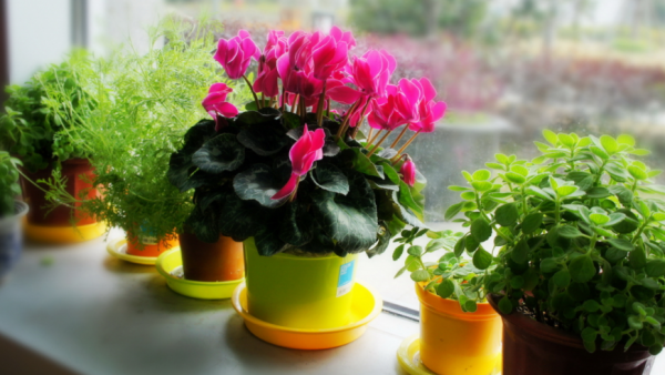 建議園藝新人:用這3種肥養花,萬萬不要弄錯方法 建議園藝新人:用這3種肥養花,萬萬不要弄錯方法