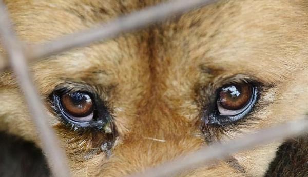 狗狗有這些特徵,主人別忽視了,這是缺“維生素”了 狗狗有這些特徵,主人別忽視了,這是缺“維生素”了