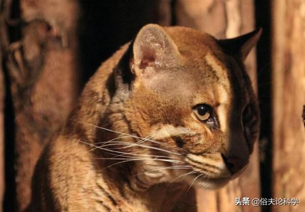 廣西一石山上發現大型貓科動物，會是滅絕的野生華南虎嗎？