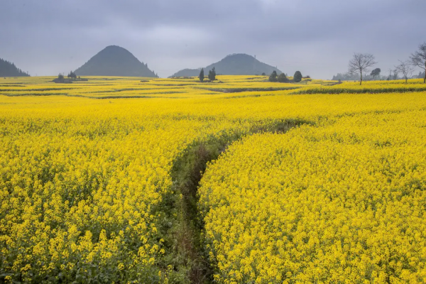 曾破吉尼斯世界紀錄！80萬畝花海齊綻放！這裡藏著國內最早的春天