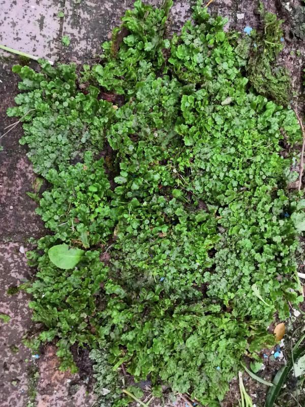 分神的秋天 分神的秋天