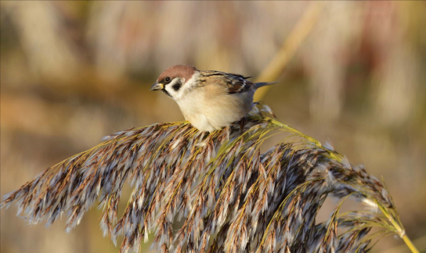 東江攬勝：天天相見不相識，國內五種常見麻雀你能分清嗎？