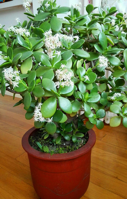 容易因多澆水而死的“18種花”，養不活都是由於手太勤