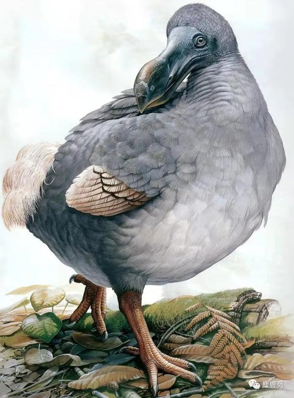 滅絕動物故事之渡渡鳥