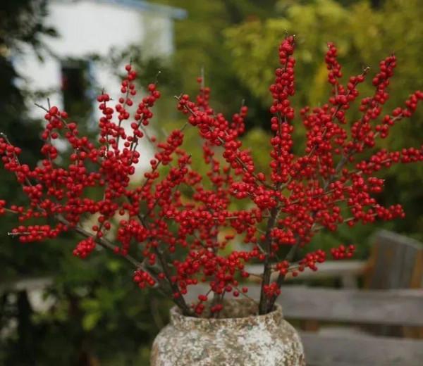年宵花中的&OpenCurlyDoubleQuote;愛馬仕&rdquo;，紅果子掛滿枝，紅紅火火大吉大利