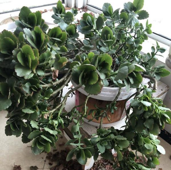 長壽花沒長花苞，能不能剪？別剪，放個“大招”就可以了