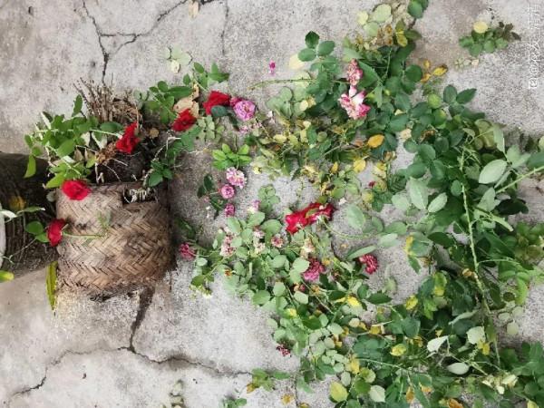 7種有機肥，你家就有一大堆，養花、種菜肥得流油