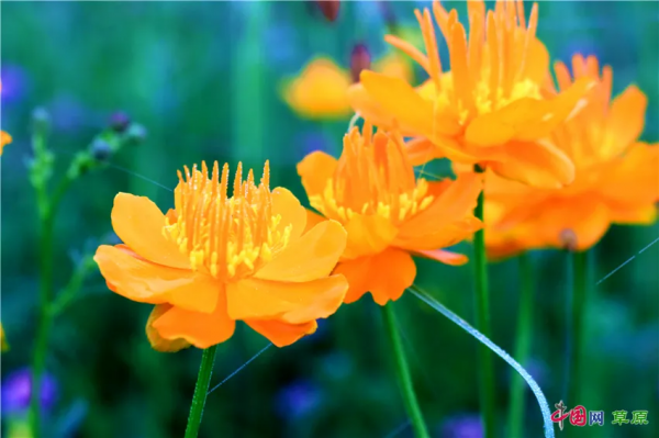 20220222最有愛的一天！看草原上那些成雙成對的風景