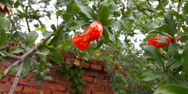 家裡有院子，就種5種“旺宅樹”，觀賞收果兩不誤，吉祥又實用