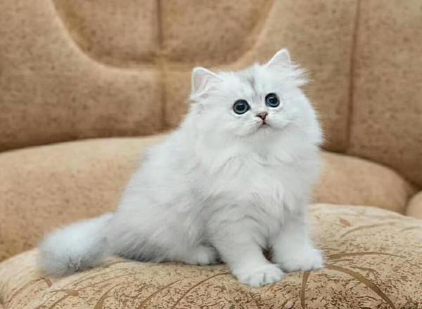 金吉拉貓是什麼樣的？