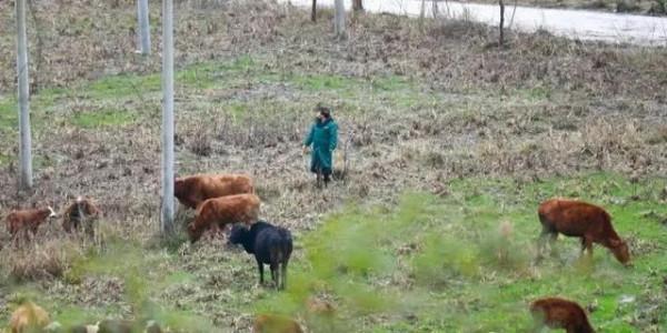農村婦女彭美竹，養牛10年坐擁1200萬資產，帶領鄉民發家致富
